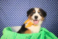 Stride, a male Australian Shepherd for sale in Royse City, TX – Photo 4 of 6