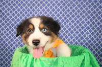 Stride, a male Australian Shepherd for sale in Royse City, TX – Photo 2 of 6