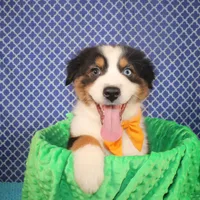 Stride, a male Australian Shepherd for sale in Royse City, TX – Photo 6 of 6