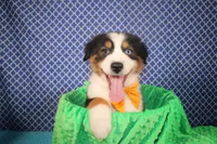 Stride, a male Australian Shepherd for sale in Royse City, TX – Photo 6 of 6