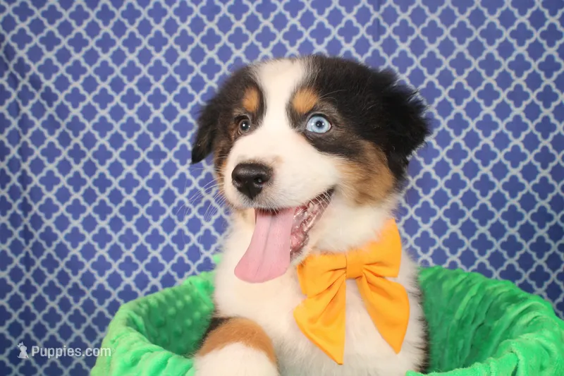 Stride, a male Australian Shepherd for sale in Royse City, TX – Photo 1 of 6