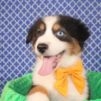 Stride, a male Australian Shepherd for sale in Royse City, TX – Photo 1 of 6