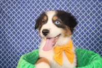 Stride, a male Australian Shepherd for sale in Royse City, TX – Photo 1 of 6