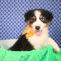 Stride, a male Australian Shepherd for sale in Royse City, TX – Photo 3 of 6