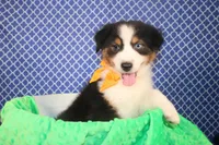 Stride, a male Australian Shepherd for sale in Royse City, TX – Photo 3 of 6