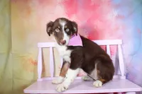 Trouble- AKC Puppy Pre-K graduate, a female Australian Shepherd for sale in Royse City, TX – 4 of 7