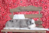Midland ASDR Minatare Australian Shepherd, a male Miniature Australian Shepherd for sale in Royse City, TX – 5 of 10
