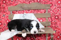 Amarillo ASDR Miniature Australian Shepherd , a male Miniature Australian Shepherd for sale in Royse City, TX – 6 of 8
