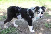 Knox, a male Australian Shepherd for sale in Royse City, TX – 6 of 10