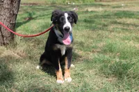 Knight ASDR, In Puppy Pre-K , a male Australian Shepherd for sale in Royse City, TX – 5 of 10