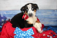 Walker AKC Tri, a male Australian Shepherd for sale in Royse City, TX – 7 of 10