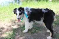 Knox, a male Australian Shepherd for sale in Royse City, TX – 7 of 10