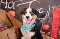 Willie AKC, a male Australian Shepherd for sale in Royse City, TX – 2 of 8