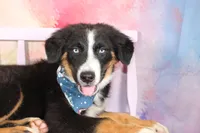Knight ASDR, In Puppy Pre-K , a male Australian Shepherd for sale in Royse City, TX – 2 of 10