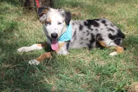 Duke In Puppy Pre-K Training, a male Australian Shepherd for sale in Royse City, TX – 5 of 10