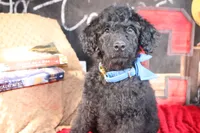 Clyde Puppy Pre-k Graduate, a male Miniature Aussiedoodle for sale in Royse City, TX – 9 of 10