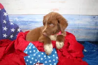 Oakley AKC Red Tri Female, a female Australian Shepherd for sale in Royse City, TX – 6 of 9
