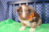 Chili, a male Australian Shepherd for sale in Royse City, TX – Photo 5 of 7