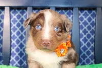 Chili, a male Australian Shepherd for sale in Royse City, TX – Photo 1 of 7
