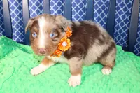 Chili, a male Australian Shepherd for sale in Royse City, TX – Photo 7 of 7