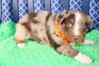 Chili, a male Australian Shepherd for sale in Royse City, TX – Photo 6 of 7