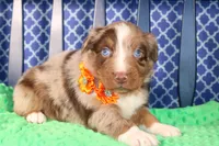 Chili, a male Australian Shepherd for sale in Royse City, TX – Photo 3 of 7
