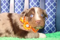 Chili, a male Australian Shepherd for sale in Royse City, TX – Photo 2 of 7
