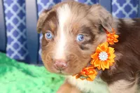 Chili, a male Australian Shepherd for sale in Royse City, TX – Photo 4 of 7