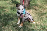 Duke In Puppy Pre-K Training, a male Australian Shepherd for sale in Royse City, TX – 3 of 10