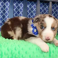 Etouffee, a male Australian Shepherd for sale in Royse City, TX – Photo 8 of 8