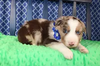 Etouffee, a male Australian Shepherd for sale in Royse City, TX – Photo 8 of 8