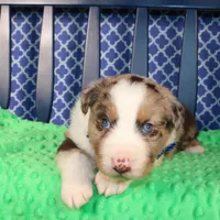 Etouffee, a male Australian Shepherd for sale in Royse City, TX – Photo 7 of 8