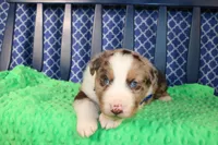 Etouffee, a male Australian Shepherd for sale in Royse City, TX – Photo 7 of 8