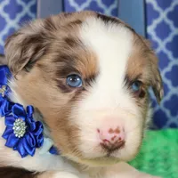 Etouffee, a male Australian Shepherd for sale in Royse City, TX – Photo 4 of 8