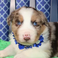 Etouffee, a male Australian Shepherd for sale in Royse City, TX – Photo 6 of 8