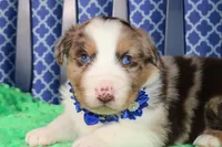 Etouffee, a male Australian Shepherd for sale in Royse City, TX – Photo 5 of 8