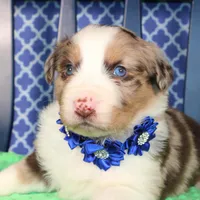 Etouffee, a male Australian Shepherd for sale in Royse City, TX – Photo 5 of 8