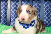 Etouffee, a male Australian Shepherd for sale in Royse City, TX – Photo 4 of 8