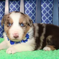 Etouffee, a male Australian Shepherd for sale in Royse City, TX – Photo 1 of 8