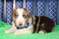 Etouffee, a male Australian Shepherd for sale in Royse City, TX – Photo 6 of 8