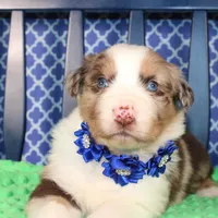Etouffee, a male Australian Shepherd for sale in Royse City, TX – Photo 3 of 8