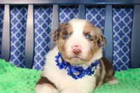 Etouffee, a male Australian Shepherd for sale in Royse City, TX – Photo 2 of 8