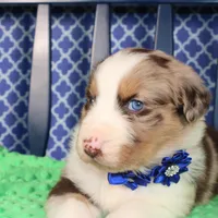 Etouffee, a male Australian Shepherd for sale in Royse City, TX – Photo 2 of 8