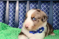 Etouffee, a male Australian Shepherd for sale in Royse City, TX – Photo 1 of 8