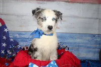 Colt AKC Blue Merle, a male Australian Shepherd for sale in Royse City, TX – 5 of 10