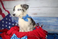 Colt AKC Blue Merle, a male Australian Shepherd for sale in Royse City, TX – 9 of 10