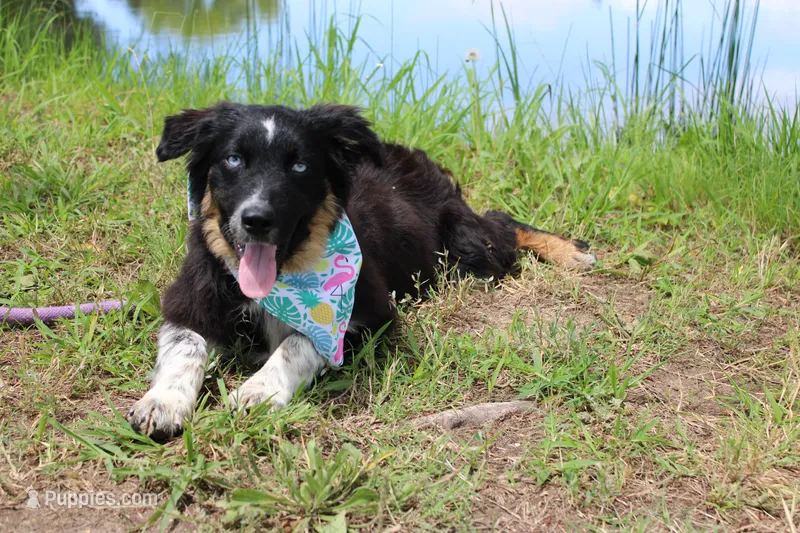 Bluff ASCA/AKC/ASDR, Puppy Pre-K Graduate – Australian Shepherd puppy for sale in Royse City, TX