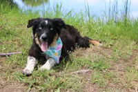 Bluff ASCA/AKC/ASDR, Puppy Pre-K Graduate, a female Australian Shepherd for sale in Royse City, TX – 1 of 8