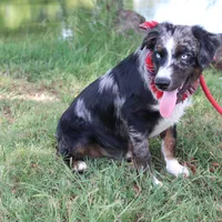 Jupiter, a male Australian Shepherd for sale in Royse City, TX – Photo 7 of 9