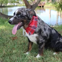 Jupiter, a male Australian Shepherd for sale in Royse City, TX – Photo 3 of 9